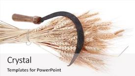  Presentation with ears - Colorful PPT layouts enhanced with vintage handmade reaper hook sickle backdrop and a light gray colored foreground