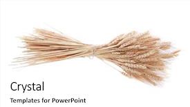  Presentation with ears - Slide deck having vintage handmade reaper hook sickle background and a  colored foreground