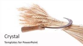  Presentation with ears - PPT layouts enhanced with vintage handmade reaper hook sickle background and a white colored foreground