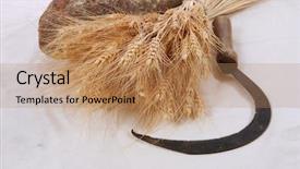  Presentation with ears - Amazing PPT theme having vintage handmade reaper hook sickle backdrop and a  colored foreground