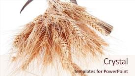  Presentation with ears - Slides with vintage handmade reaper hook sickle background and a  colored foreground