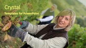  Presentation with vine - Audience pleasing theme consisting of vintage literally - vine harvest backdrop and a tawny brown colored foreground