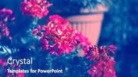  Presentation with geranium - Amazing PPT theme having vintage-looking-geranium-flowers backdrop and a ocean colored foreground