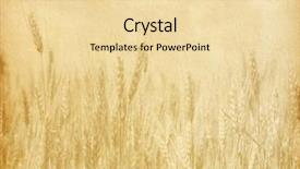  Presentation with wheat - Theme consisting of vintage paper textures field background and a blonde colored foreground