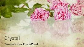  Presentation with pink roses - PPT theme enhanced with vintage photo of a bunch of beautiful pink roses background and a soft green colored foreground