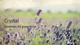  Presentation with floral border lavender flowers - Presentation design with vintage photo of lavender flowers background and a mint green colored foreground