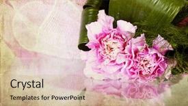  Presentation with pink - Beautiful presentation design featuring vintage photo of pink carnation backdrop and a soft green colored foreground