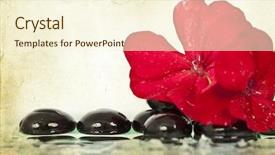  Presentation with flower vintage - Slides featuring vintage photo of spa stones and red flower background and a cream colored foreground