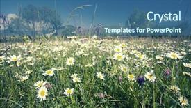  Presentation with meadow - Amazing presentation theme having vintage photo of summer meadow backdrop and a ocean colored foreground