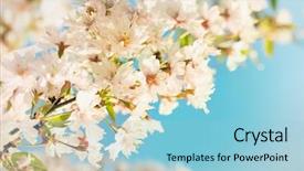  Presentation with spring tree - Cool new presentation design with vintage-photo-of-white-cherry backdrop and a light blue colored foreground