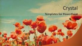  Presentation with flower vintage - Slide deck with vintage poppy field against blue background and a mint green colored foreground