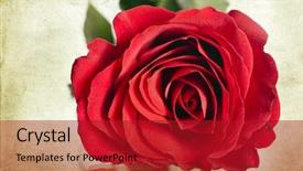  Presentation with roses - Amazing presentation design having vintage red roses backdrop and a crimson colored foreground