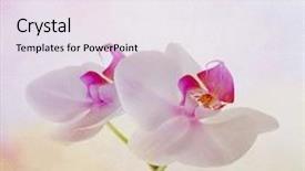  Presentation with flower vintage - Cool new presentation theme with vintage romance - soft card with orchid flower backdrop and a sky blue colored foreground