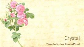  Presentation with vintage rose old paper - Presentation with vintage-romantic-card-with-old background and a cream colored foreground