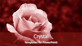  Presentation with pink rose - Cool new presentation theme with vintage roses - delicate pink rose backdrop and a crimson colored foreground