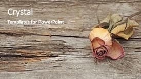  Presentation with rose wood - Slides enhanced with vintage roses - dry rose on old wood background and a coral colored foreground