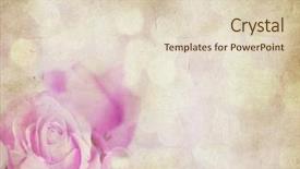  Presentation with singled green pink rose - Colorful PPT theme enhanced with vintage roses - grunge retro background with pink backdrop and a lemonade colored foreground