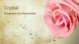  Presentation with pink rose - Slide deck enhanced with vintage roses - grunge retro background with pink background and a  colored foreground