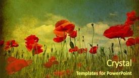  Presentation with poppies - Amazing presentation theme having vintage wallpaper - photo of a poppies pasted backdrop and a tawny brown colored foreground