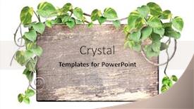  Presentation with liana - PPT layouts consisting of vintage-wooden-board-with-liana background and a mint green colored foreground