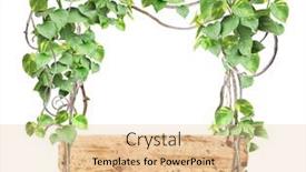  Presentation with liana - Cool new PPT theme with vintage-wooden-board-with-liana backdrop and a lemonade colored foreground