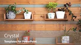  Presentation with flower vintage - Presentation theme consisting of vintage-wooden-wall-with-flower background and a coral colored foreground