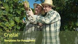  Presentation with straw - PPT theme consisting of older farmers farms - vintners in french straw examining background and a tawny brown colored foreground