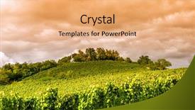  Presentation with vineyard - PPT layouts with vinyard - sunset in a vineyard background and a coral colored foreground