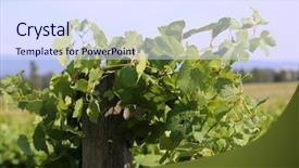  Presentation with wine - Colorful slide set enhanced with vinyard - wine grape vineyard featuring wine backdrop and a  colored foreground