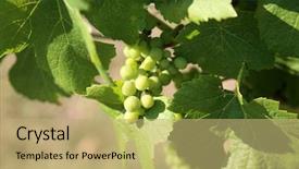  Presentation with grape - PPT theme consisting of vinyard - wine grape vineyard featuring wine background and a coral colored foreground