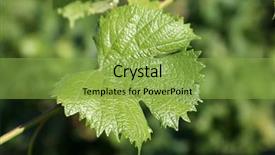  Presentation with wine - Slide set featuring vinyard - wine grape vineyard featuring wine background and a  colored foreground