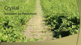  Presentation with wine - Cool new slide deck with vinyard - wine grape vineyard featuring wine backdrop and a  colored foreground