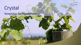  Presentation with unleavened bread grape wine - Cool new PPT theme with vinyard - wine grape vineyard featuring wine backdrop and a  colored foreground