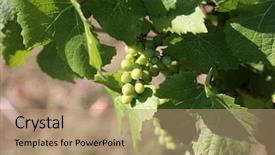  Presentation with grape vine wine grapes - Amazing presentation design having vinyard - wine grape vineyard featuring wine backdrop and a  colored foreground