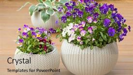  Presentation with summer flowers - Audience pleasing PPT layouts consisting of viola - beautiful pansy summer flowers backdrop and a coral colored foreground