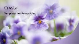 Presentation with bunch - Audience pleasing slide deck consisting of viola - bunch of homegrown pansies backdrop and a light blue colored foreground