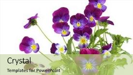  Presentation with pansy - Audience pleasing presentation theme consisting of viola - bundle of purple pansy flowers backdrop and a yellow colored foreground