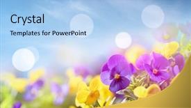  Presentation with pansy - Audience pleasing theme consisting of viola - closeup on pansy flower backdrop and a light blue colored foreground