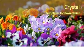  Presentation with flowers - PPT layouts consisting of social evils - how to stop violence words background and a lemonade colored foreground.