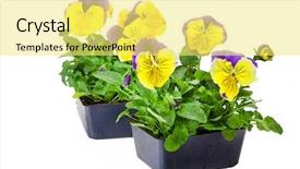  Presentation with packs - Theme consisting of viola - pansies in bedding packs fresh background and a yellow colored foreground
