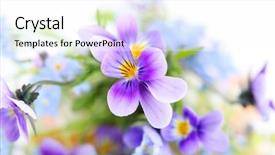  Presentation with floral - PPT theme having viola - pansies on white background floral background and a white colored foreground