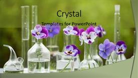  Presentation with pansy - Audience pleasing slide deck consisting of viola - pansy flowers in chemical glassware backdrop and a gold colored foreground