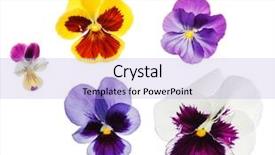  Presentation with pansy - Theme consisting of viola - pansy flowers background and a light blue colored foreground
