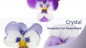  Presentation with pansy - Theme having viola - set of pansy blooms isolated background and a sky blue colored foreground