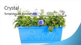  Presentation with pansy - Slides featuring viola - square blue pot full background and a white colored foreground