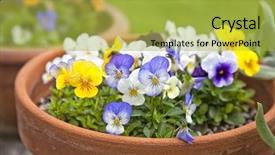  Presentation with springtime - Slide set enhanced with viola planted in clay pot background and a yellow colored foreground