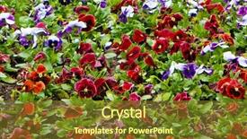  Presentation with pansy - Beautiful PPT theme featuring viola tricolor pansy flowerbed backdrop and a tawny brown colored foreground