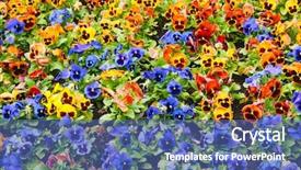  Presentation with pansy flower - PPT layouts having viola tricolor pansy flowerbed background and a ocean colored foreground