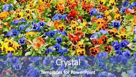  Presentation with pansy - Colorful presentation theme enhanced with viola tricolor pansy flowerbed backdrop and a ocean colored foreground