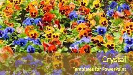 Presentation with pansy - Theme featuring viola tricolor pansy flowerbed background and a tawny brown colored foreground